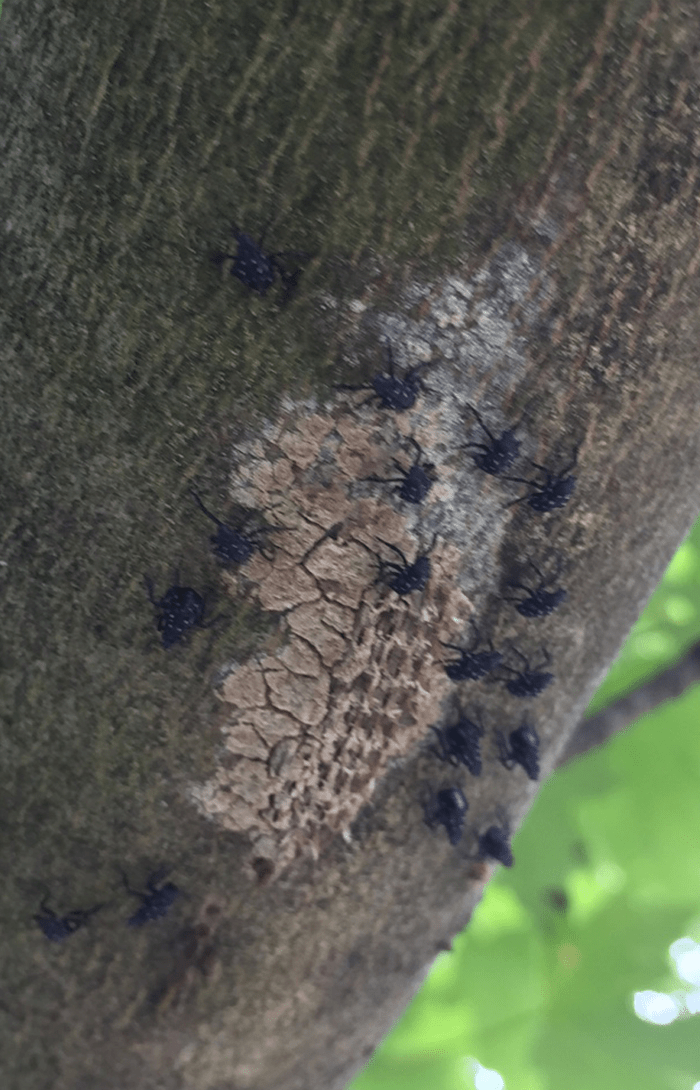 Spotted lanternfly nymphs emerging from egg mass 