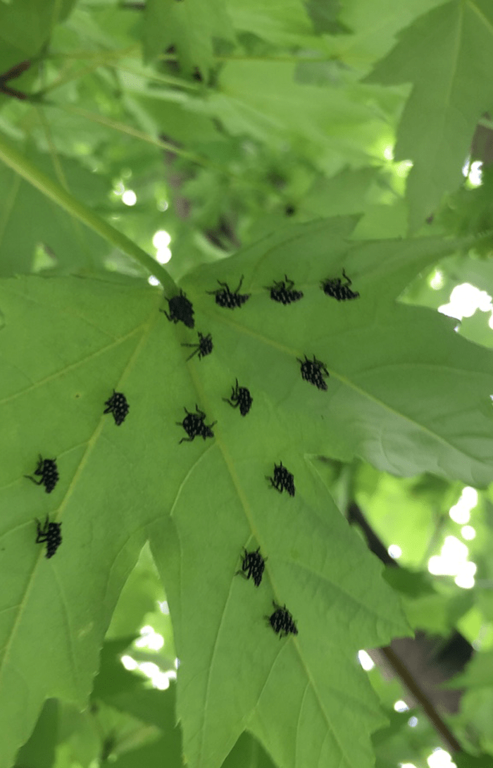 Spotted lanternfly nymphs