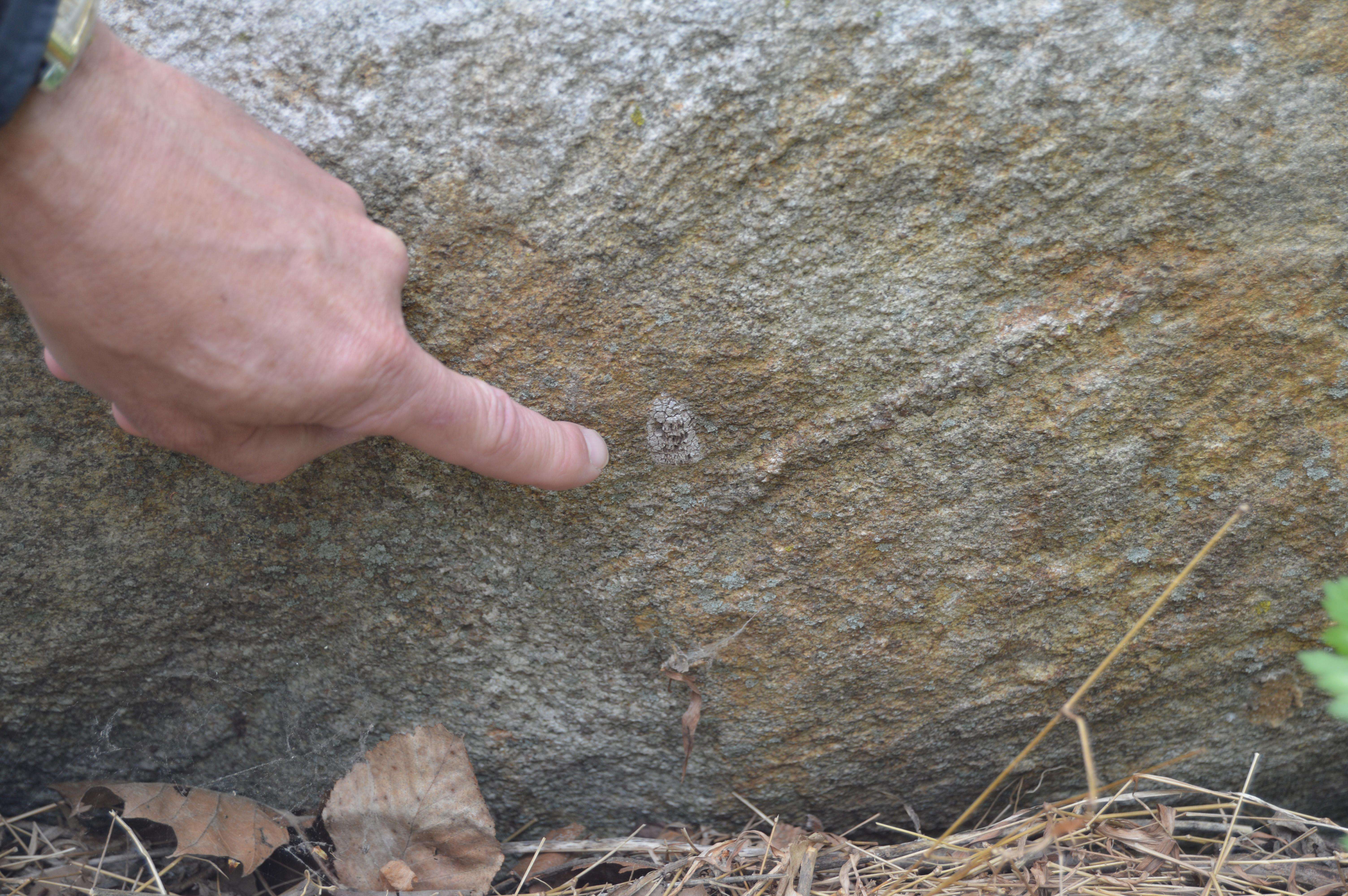 FInger pointing to Spotted lanternfly egg mass on log.  