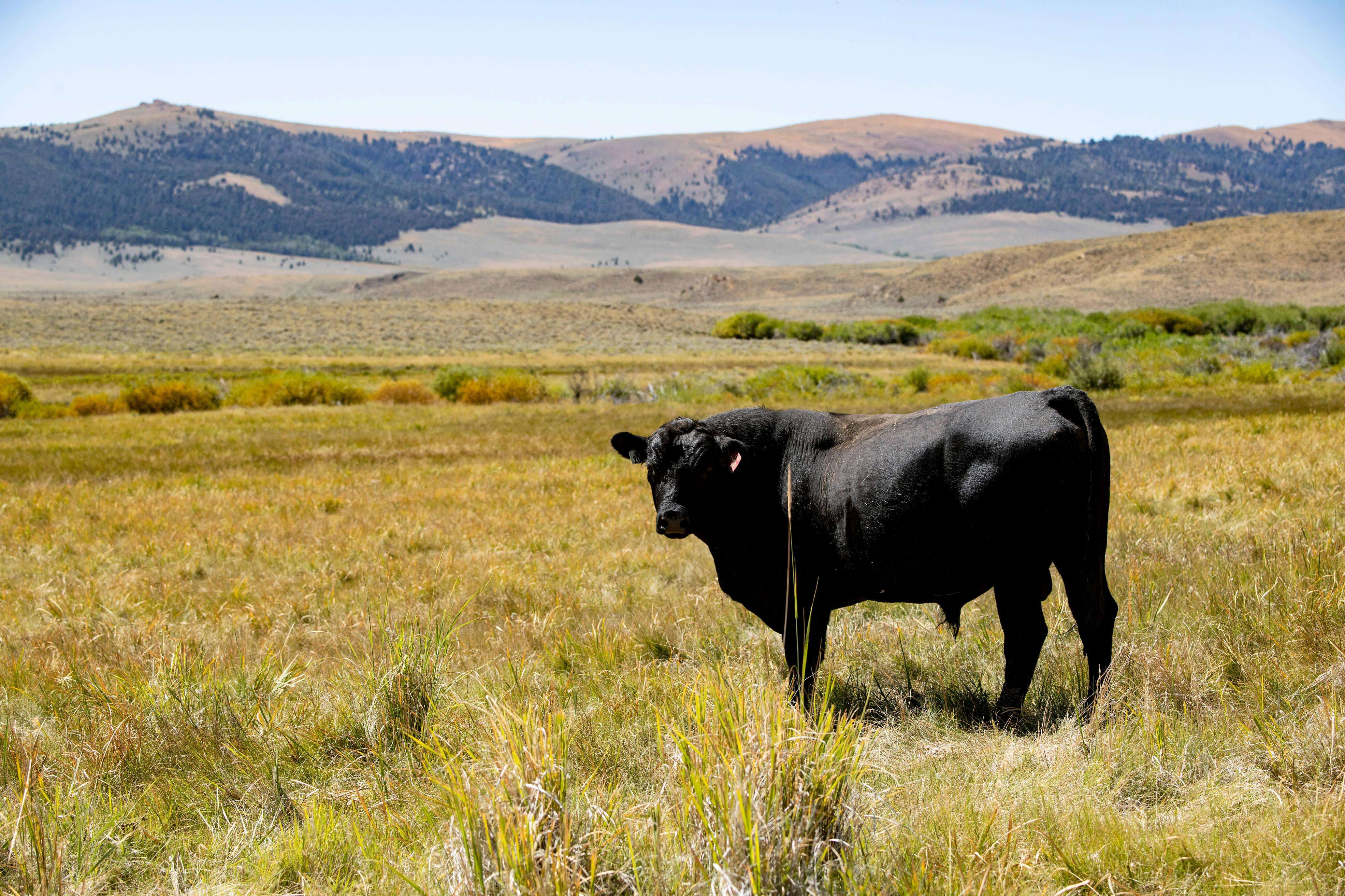 Black bull standing in open pasture with mountain range in the distance.