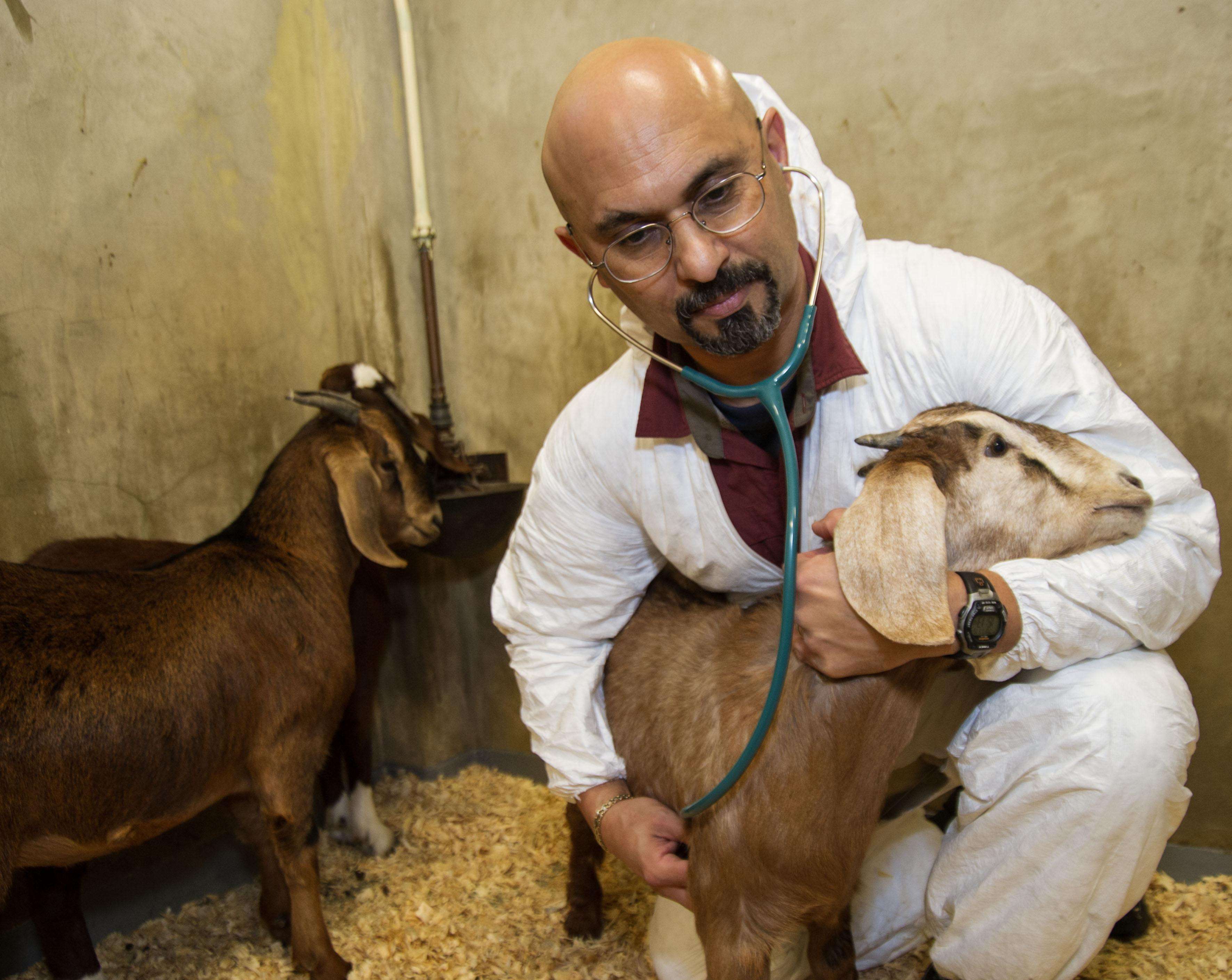 Male veterinarian using a stethoscope with goats in a pen.