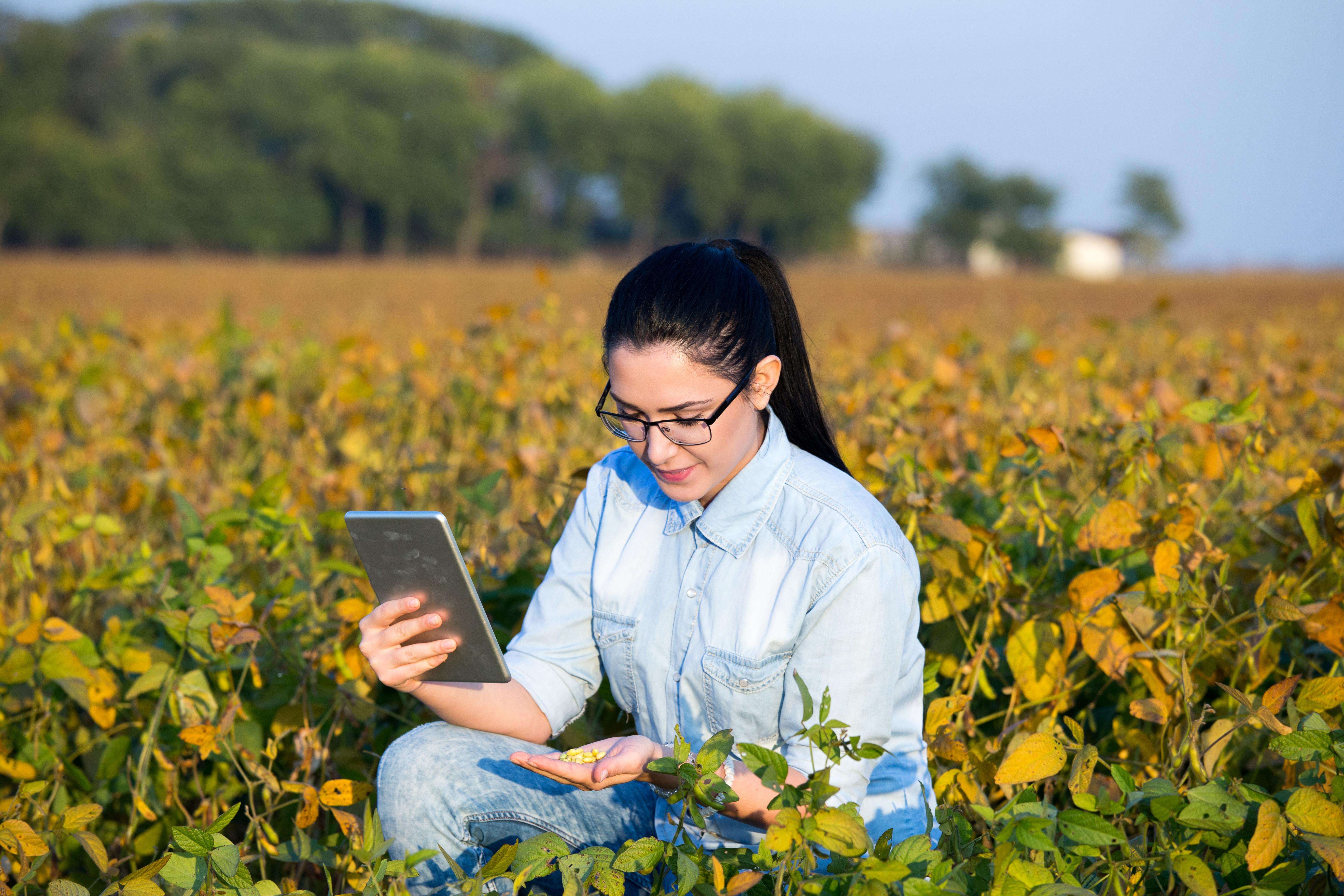  Woman kneeling in a soybean field holding a tablet in one hand and looking at soybeans in her other hand