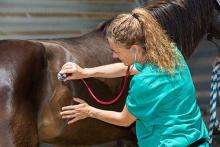 Veterinarian examining a horse