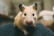 A close up image of tan hamster looking a the viewer.