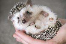 a hedgehog lies on its back in the palm of someone's hand.