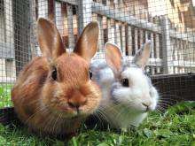 A brown rabbit and a white rabbit sit on grass in an enclosed area.