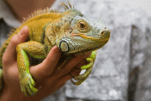 photo of an iguana held by a hand