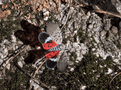 Adult spotted lanternfly wings