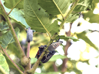 Adult spotted lanternflies