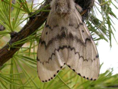 Adult Female Flighted Spongy Moth Complex