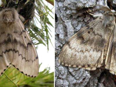 Adult female (left) and male (right) flighted spongy moth complex