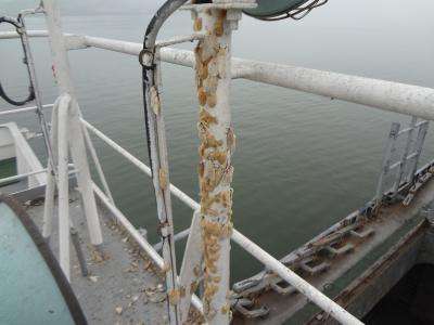 Flighted Spongy Moth Complex egg masses on a ship railing