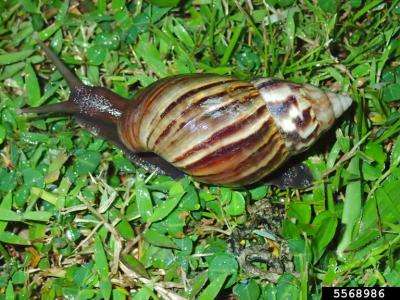 A brown-bodied snail with a brown striped shell on the ground.