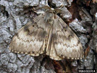 Adult Male Flighted Spongy Moth