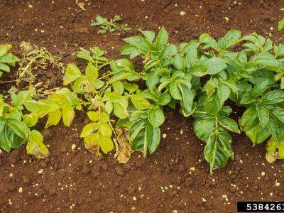 Row of potato plants with yellowing, wilting leaves.