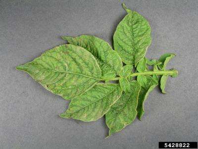 PVY symptoms on potato plant leaves