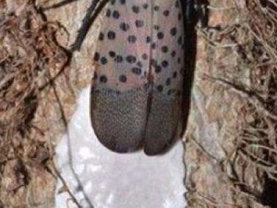 Adult spotted lanternfly with egg masses