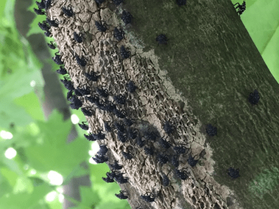 Spotted lanternfly nymphs on tree branch. 