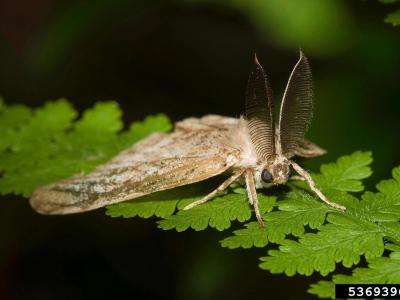 Adult Male Spongy Moth