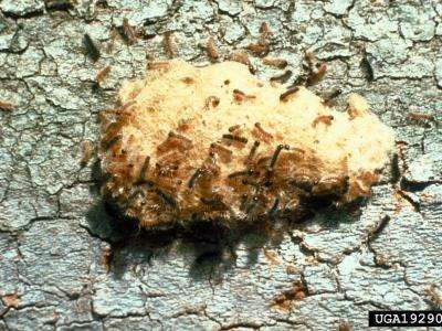 spongy moth instar larva