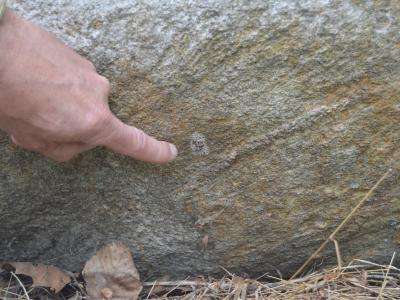 FInger pointing to Spotted lanternfly egg mass on log.  