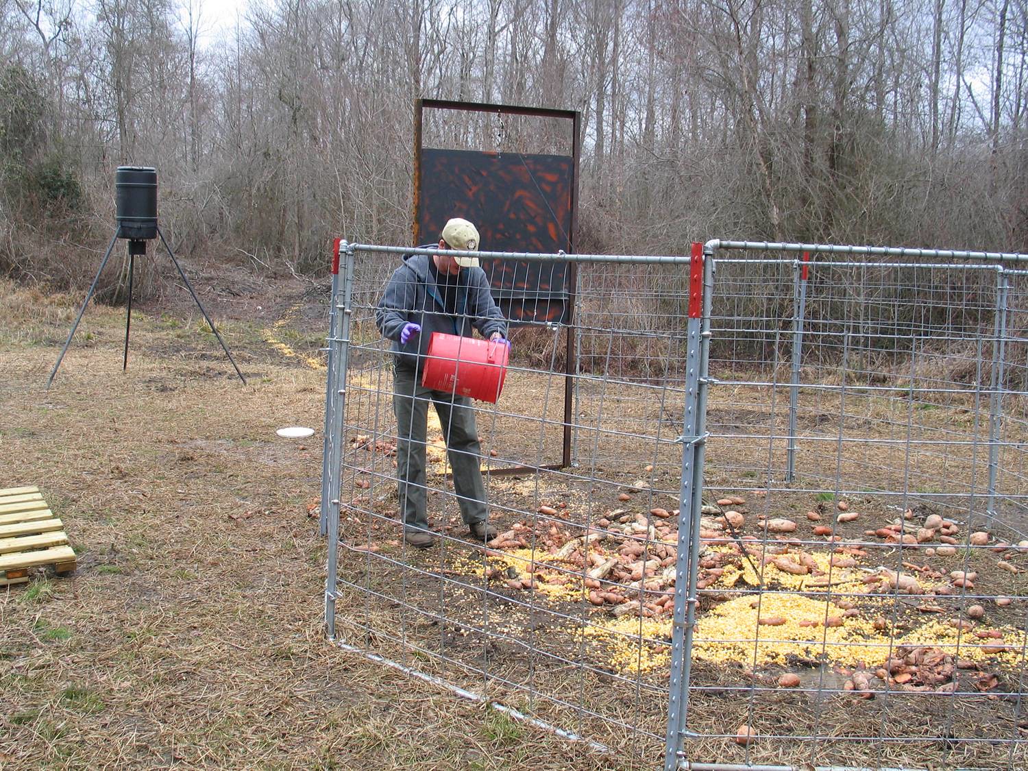 photo of a man baiting a feral swine trap with sweet potatoes