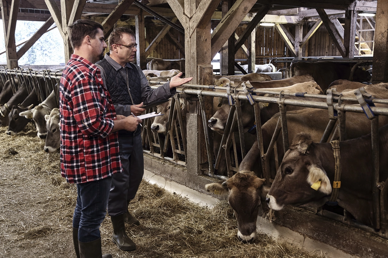 two farmers talking while looking at herd of cows in a barn