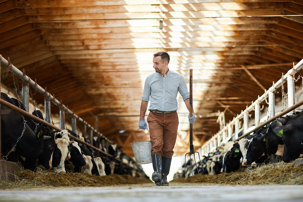 Farmer holding a bucket and rake walking through a dairy barn