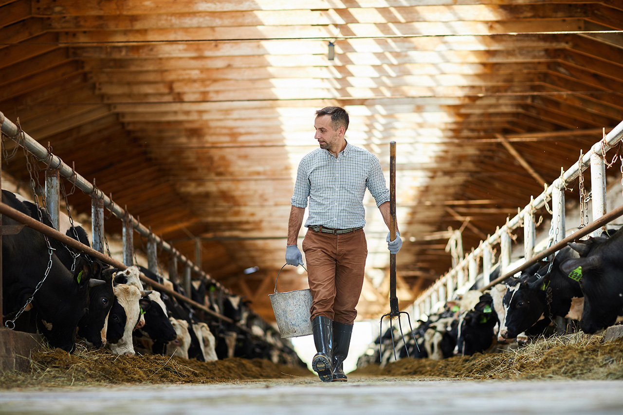 person walking through dairy barn next to rows of cattle