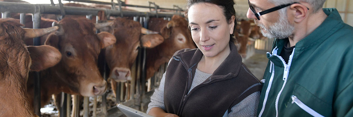 A man and women looking at paperwork with cows in the background