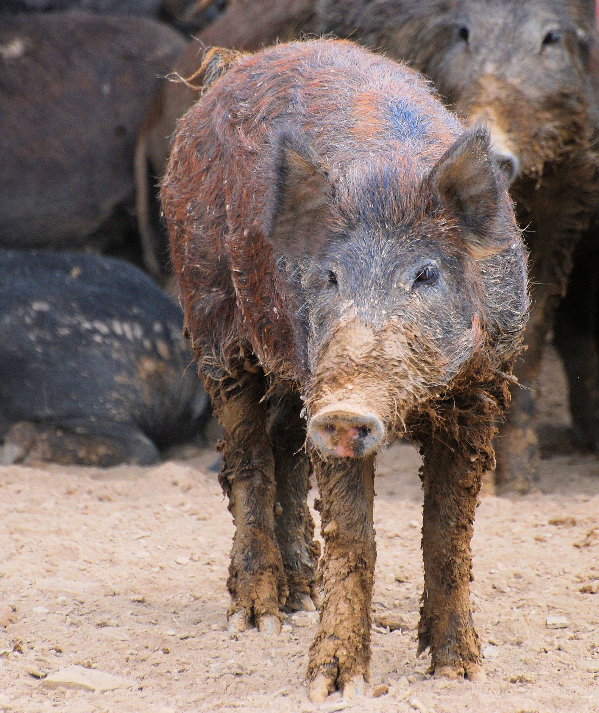 photo of a muddy feral hog