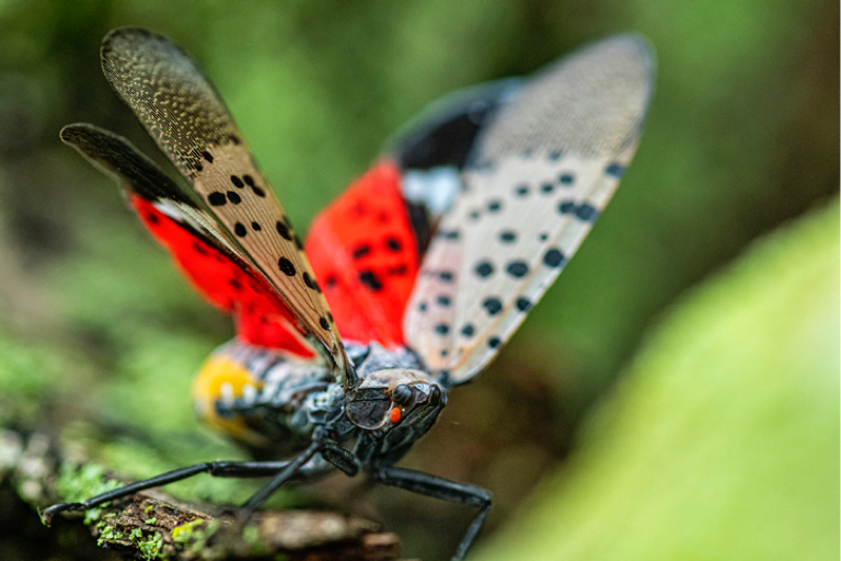 spotted-lantern-fly