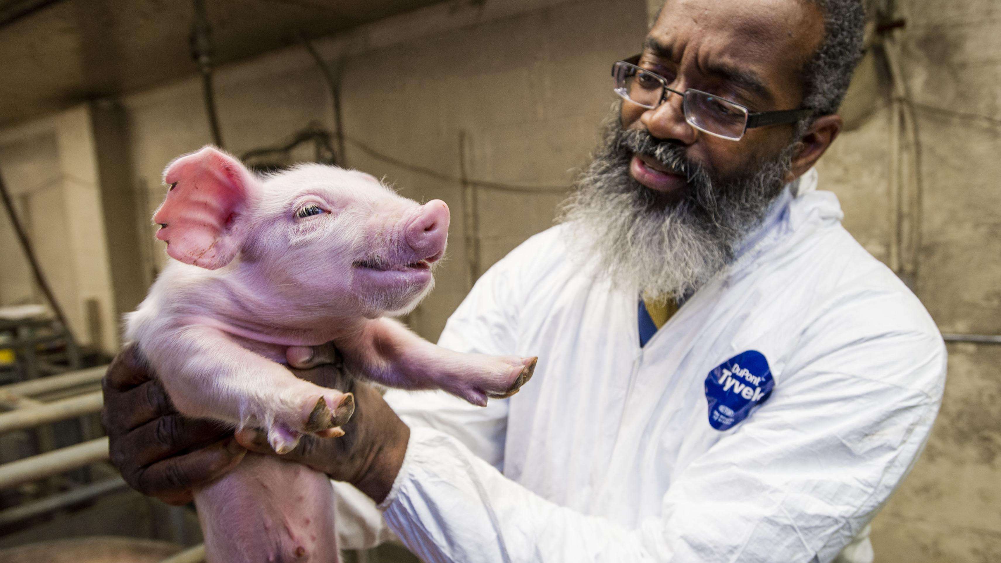 A male vet holding a pig
