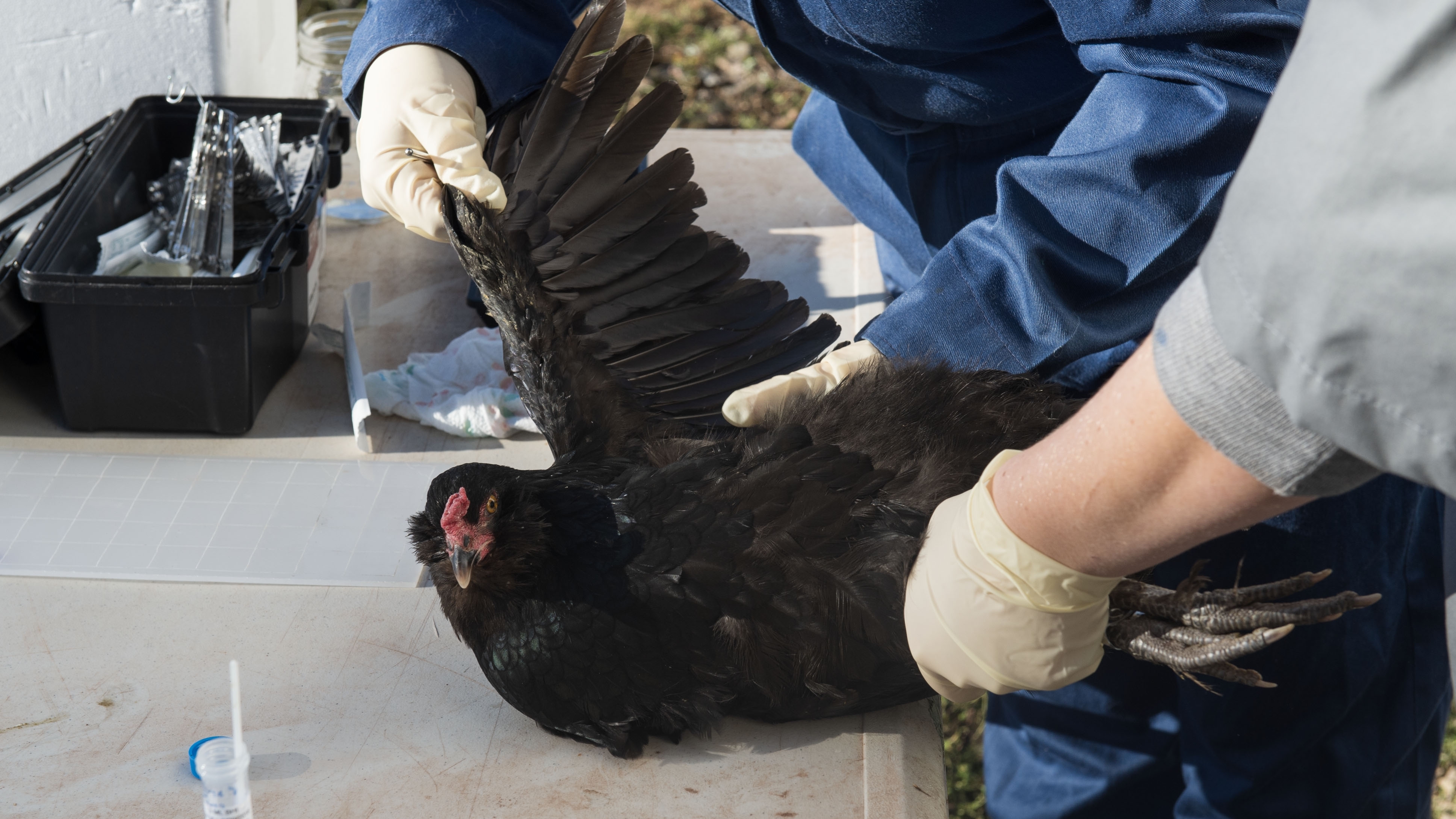 Two people are holding a chicken to check its health