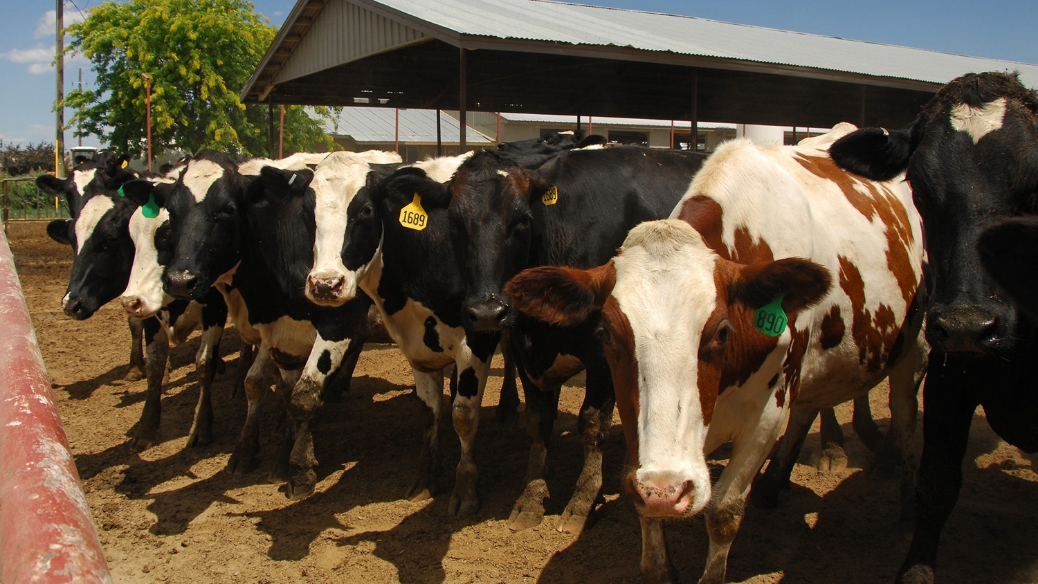 Dairy Cows