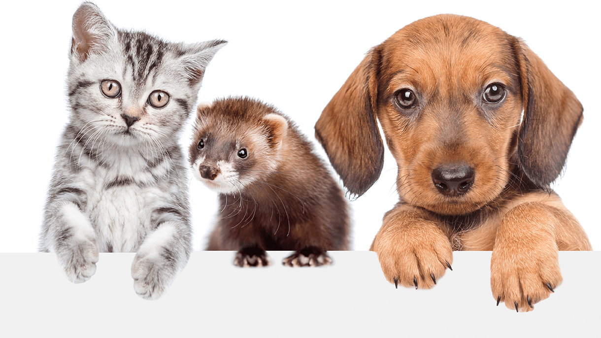 photo of a cat, ferret, and dog white background