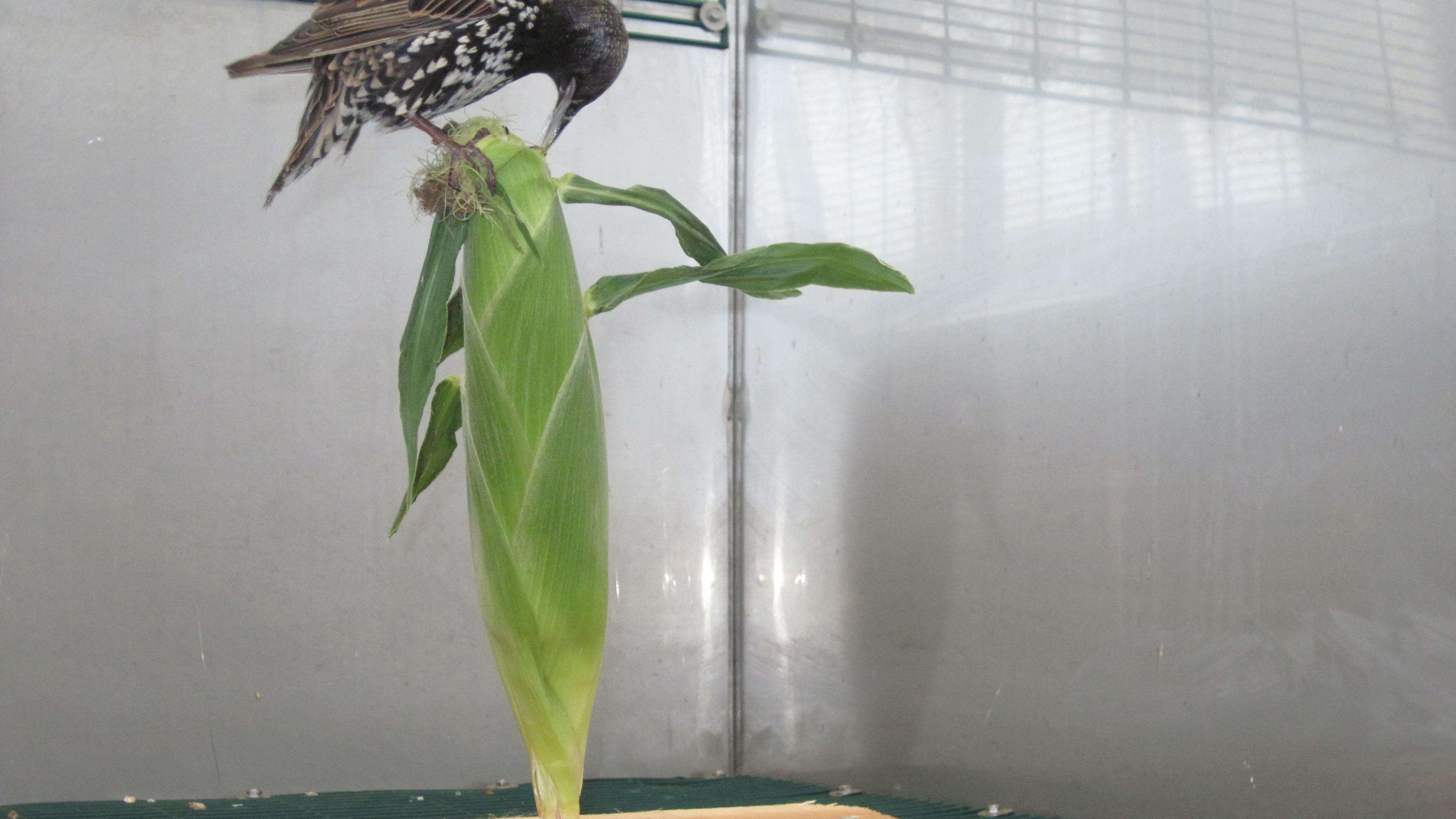 European starling sitting on an ear of sweet corn