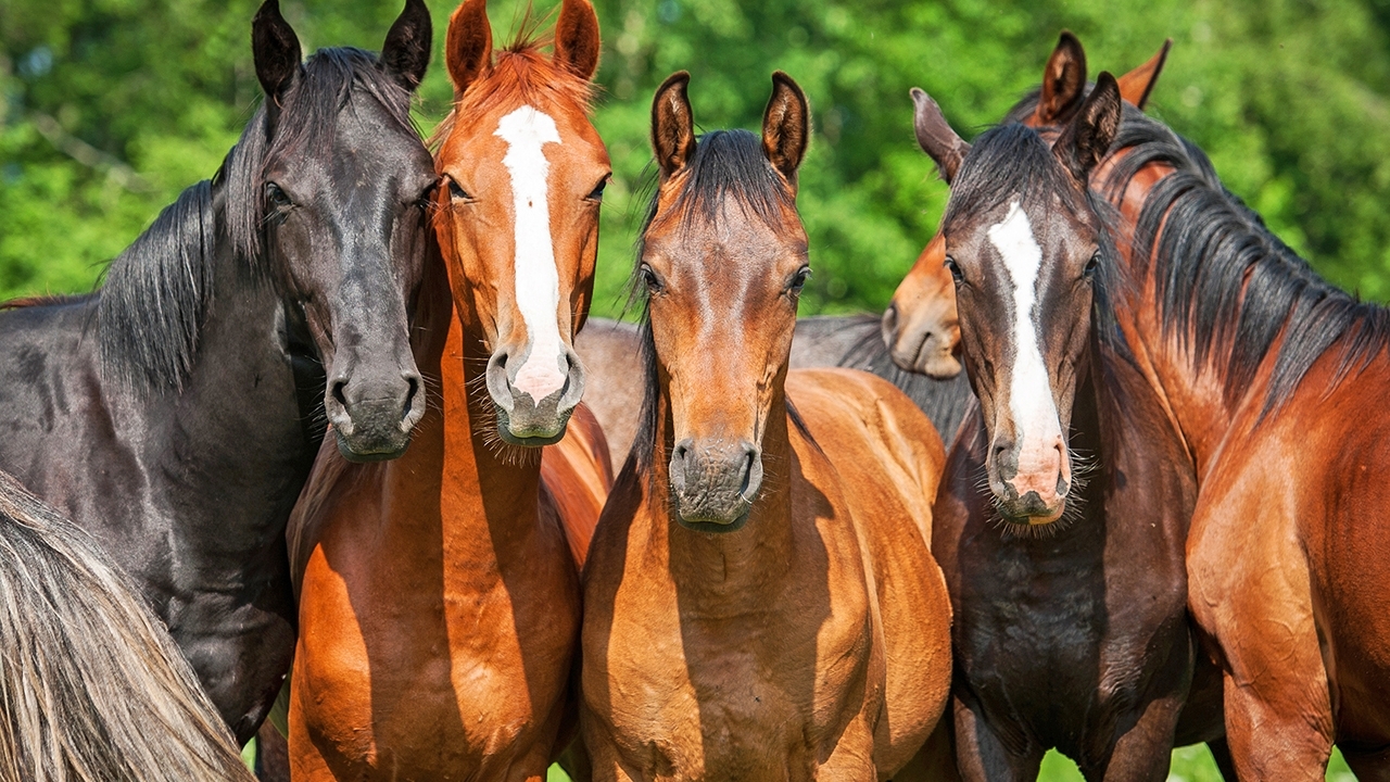 A group of horses standing in a field