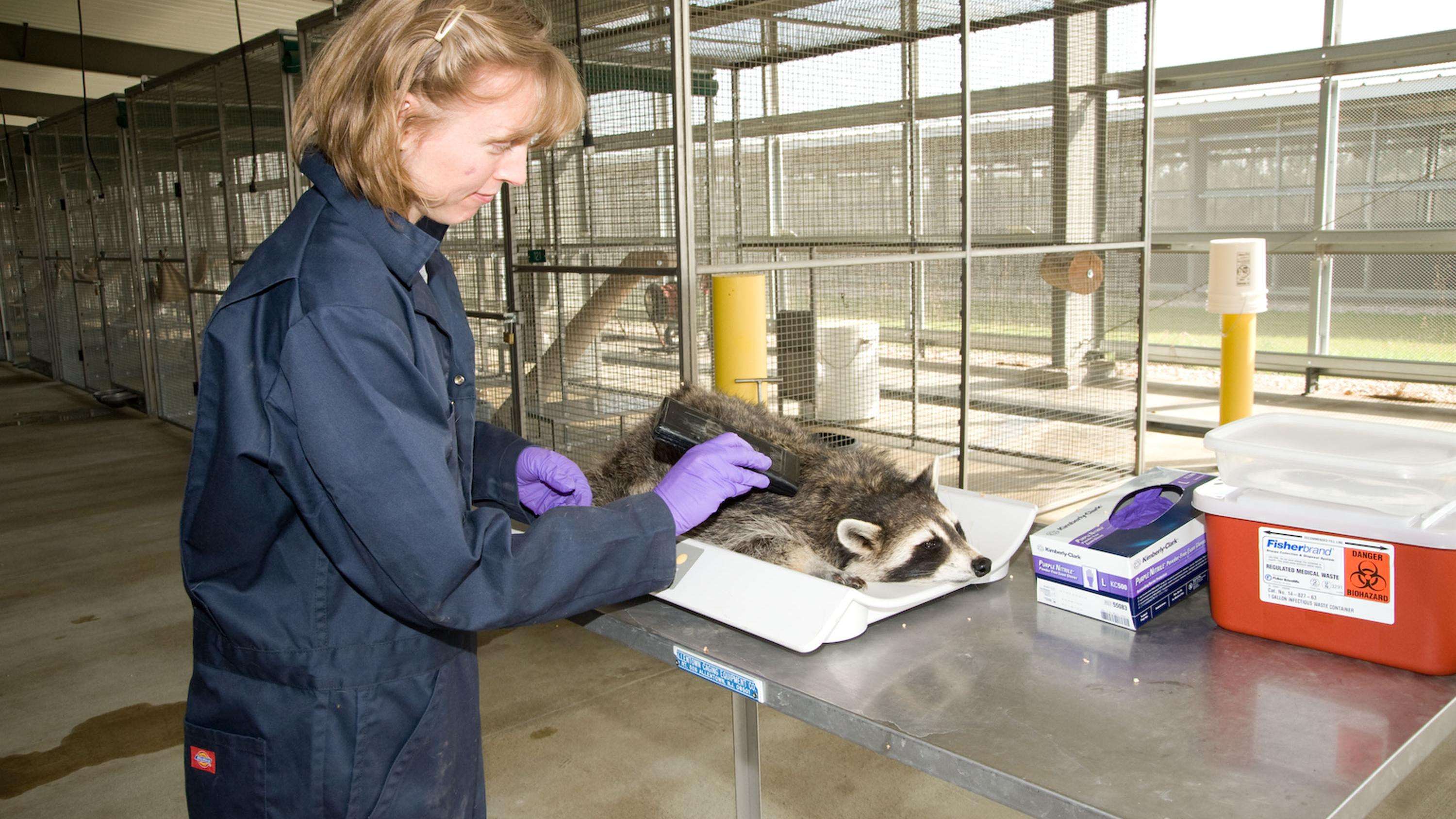 Researcher taking the temperature of an anesthetized raccoon.