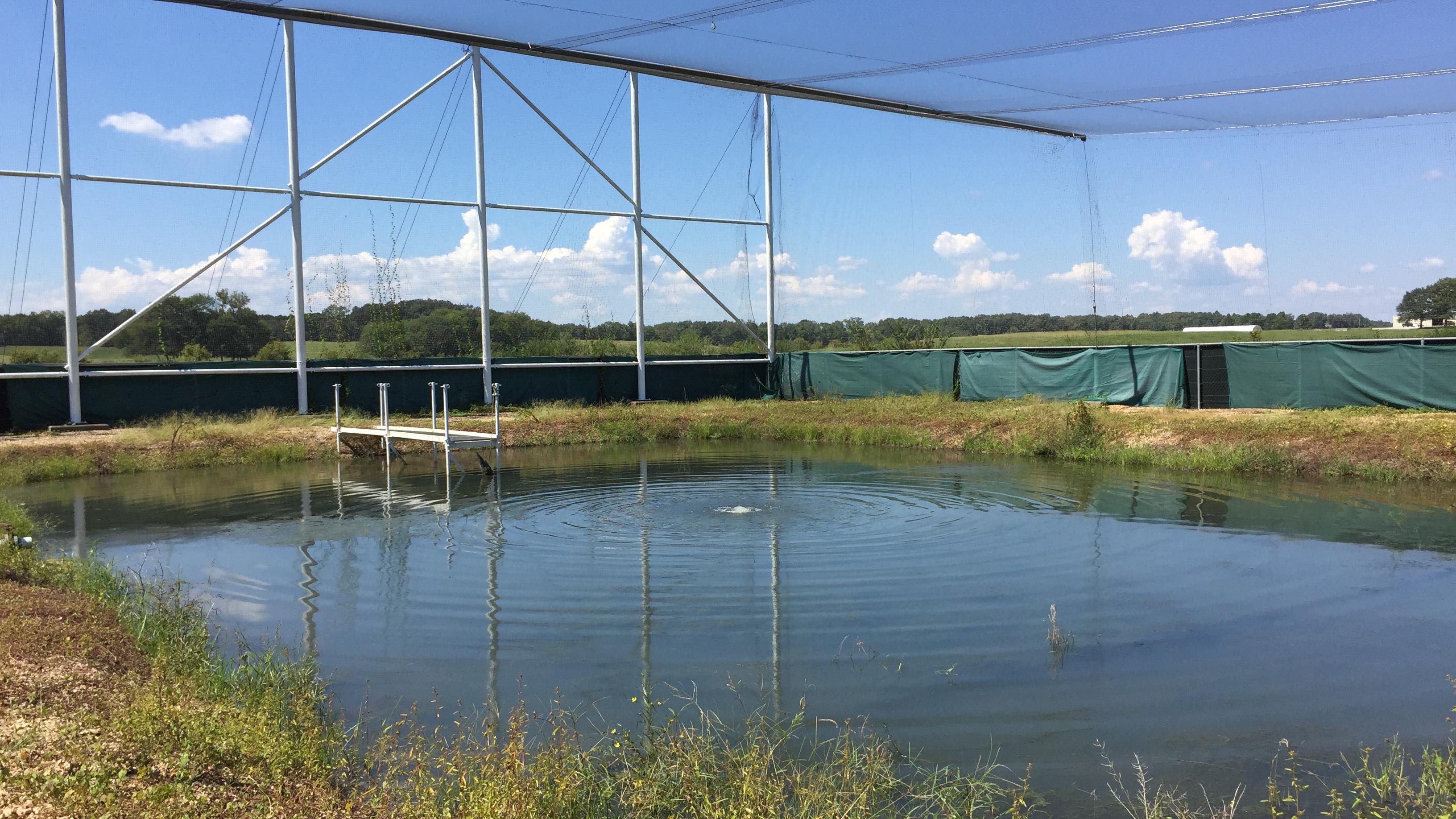 Aquaculture pond with aviary netting