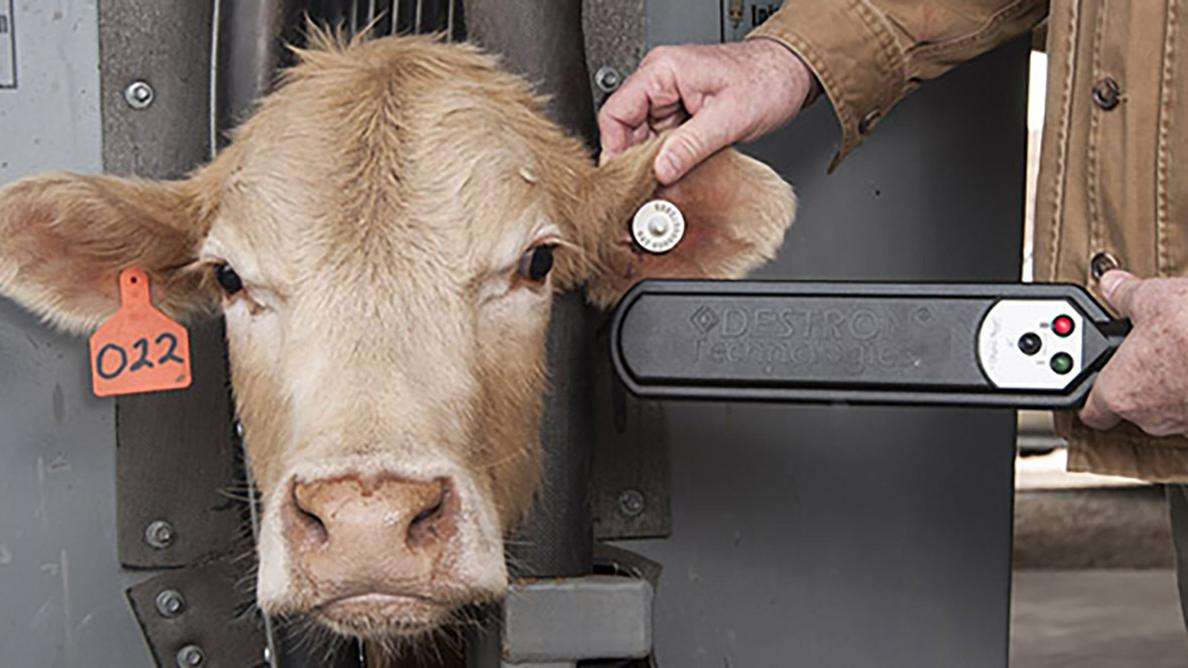cow with an electronic ear tag