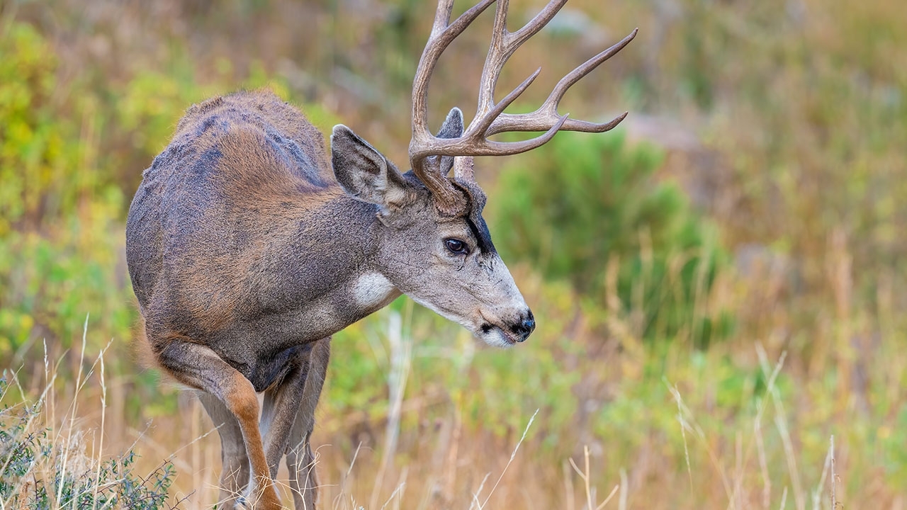 image of mule deer in an outdoor setting