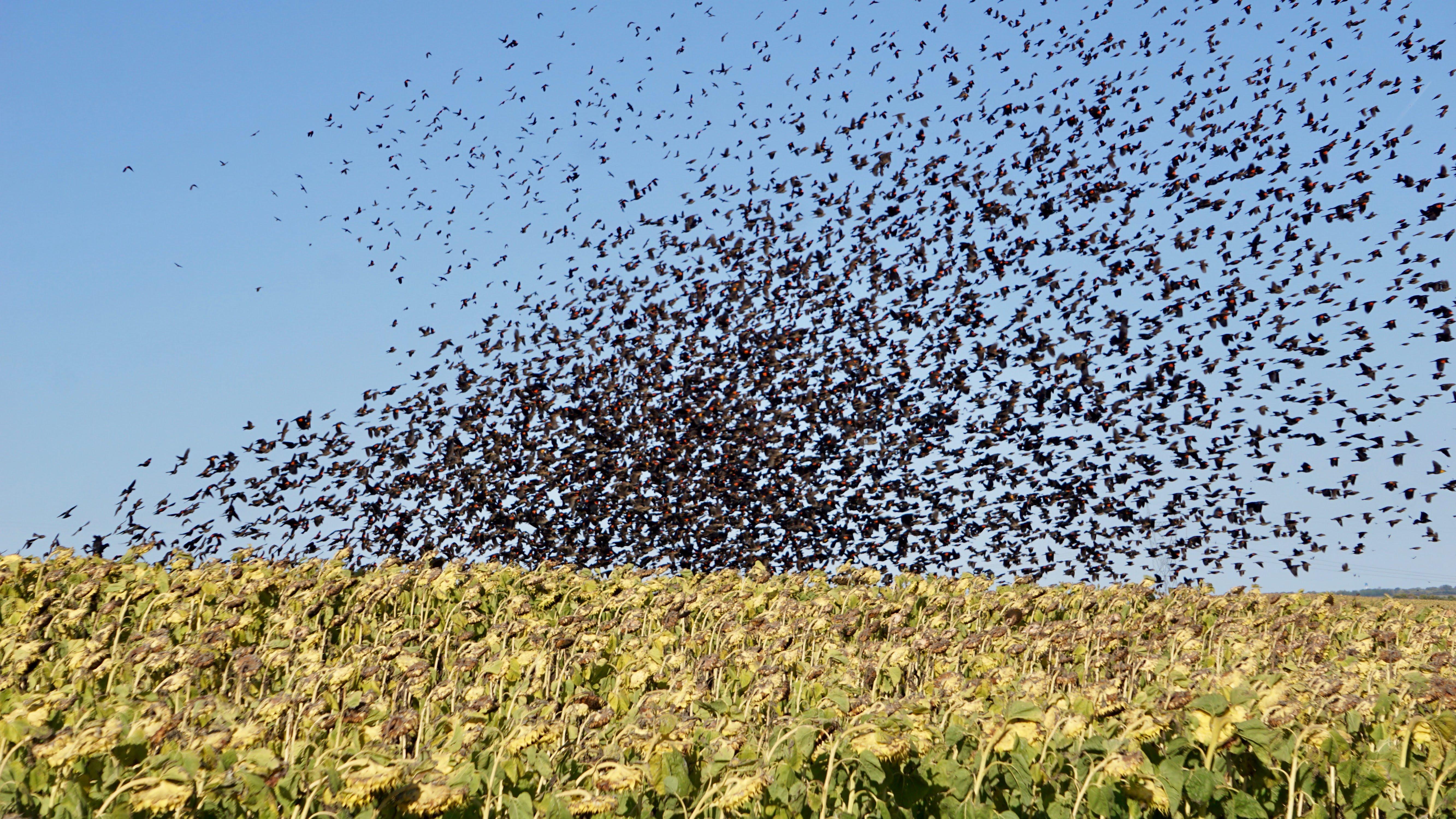flock of starlings/blackbirds