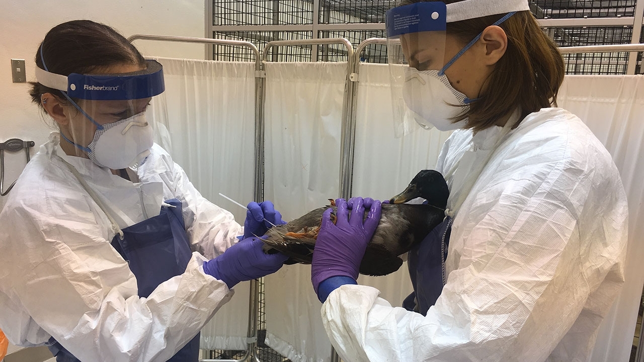 Mallard being swabbed for Avian Influenza research