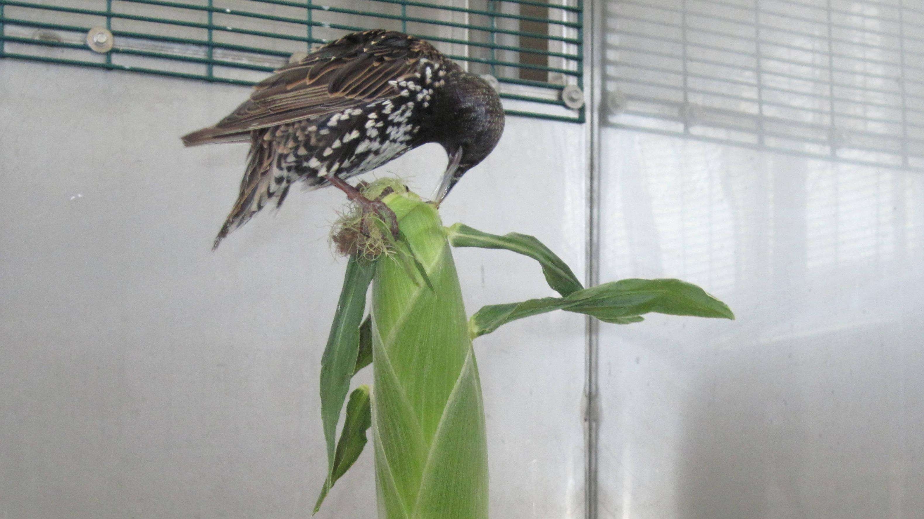 bird on a plant