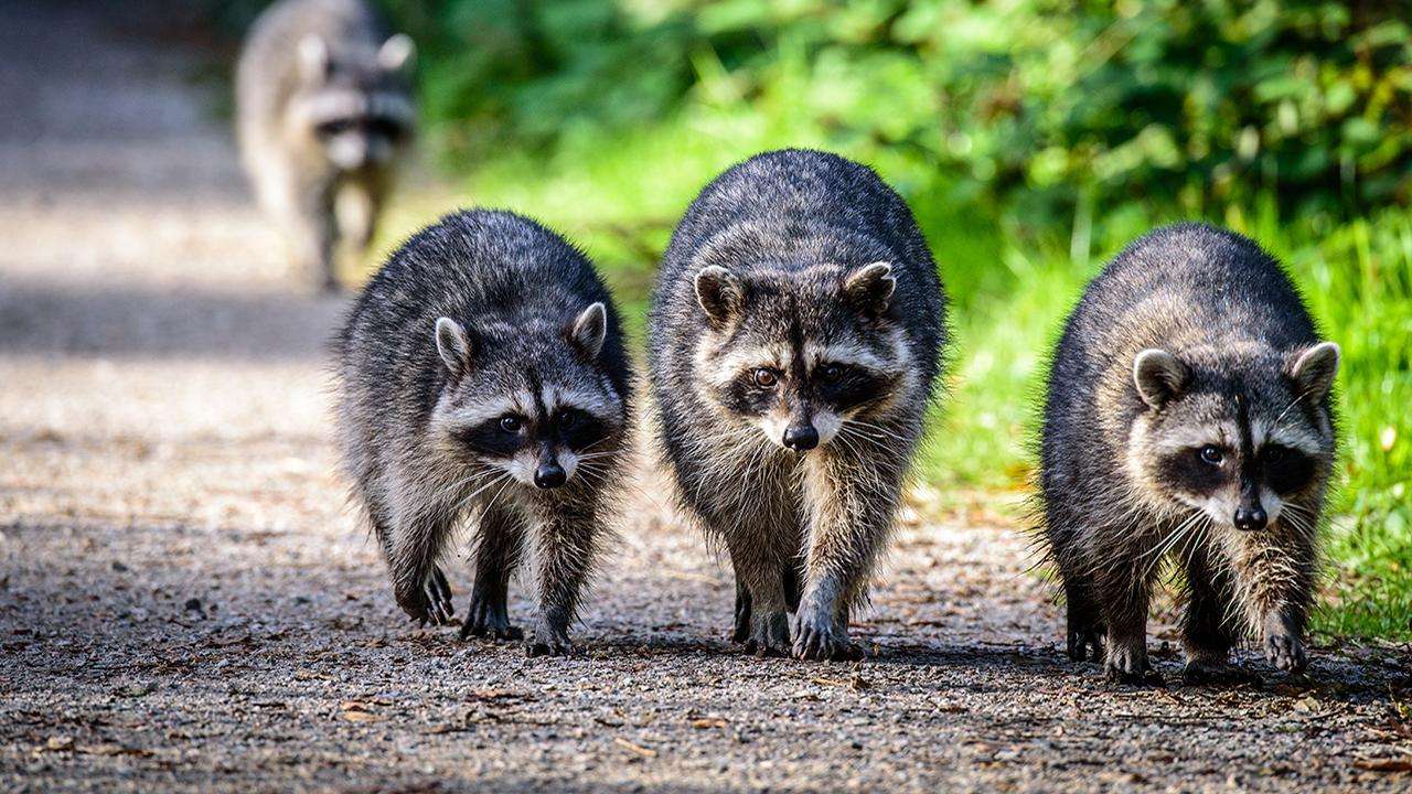 photo of three raccoons walking down a path