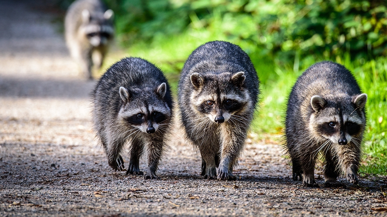 photo of three raccoons walking down a path