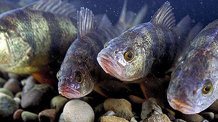 photo of fish in water