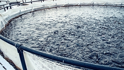 fish holding tank