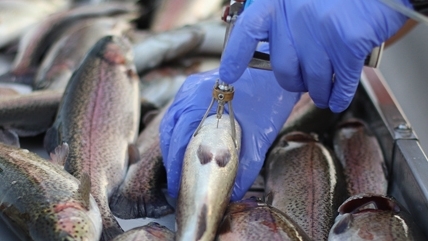 gloved hand holding a fish